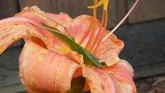 Scudderia curvicauda