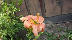 Scudderia curvicauda