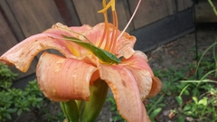 Scudderia curvicauda