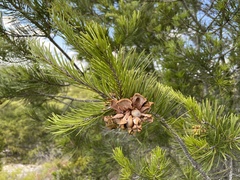 Pinus remota
