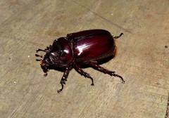 Strategus mandibularis