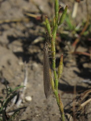 Creoleon lugdunensis