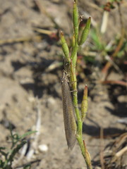 Scarabaeus cicatricosus