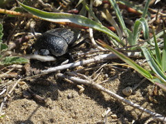 Scarabaeus cicatricosus