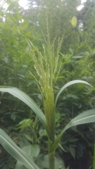 Panicum dichotomiflorum dichotomiflorum