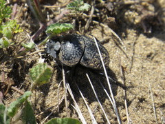 Scarabaeus cicatricosus