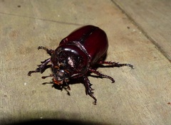 Strategus mandibularis