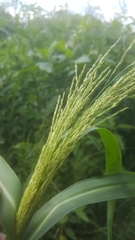 Panicum dichotomiflorum dichotomiflorum