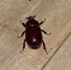 Strategus mandibularis