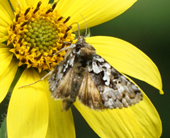 Syngrapha rectangula