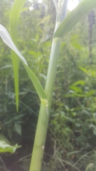 Panicum dichotomiflorum dichotomiflorum