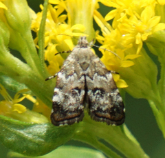 Choreutis diana
