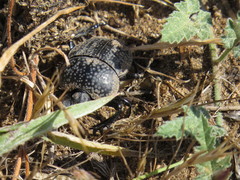 Scarabaeus cicatricosus