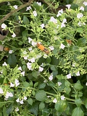 Chauliognathus pensylvanicus