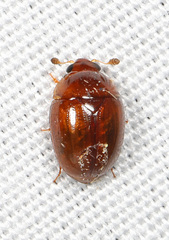 Leiodinae