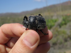 Scarabaeus cicatricosus