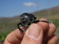 Scarabaeus cicatricosus