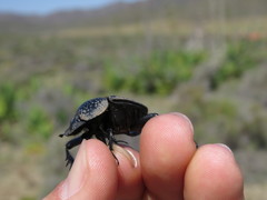 Scarabaeus cicatricosus