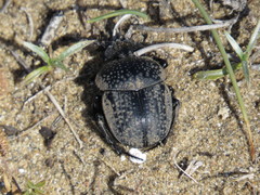 Scarabaeus cicatricosus