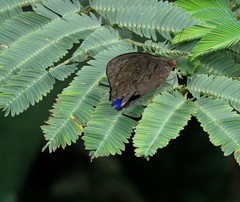 Eunica eurota