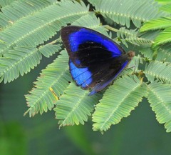 Eunica eurota