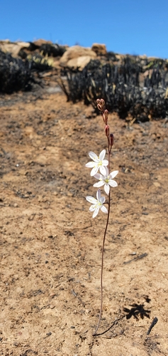 Representative image of Drimia fugax