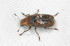 Euparius