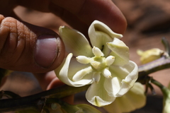 Yucca utahensis