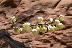 Yucca utahensis