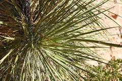 Yucca utahensis