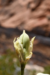 Yucca utahensis