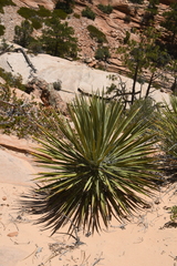 Yucca utahensis
