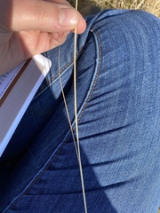 Hesperostipa curtiseta