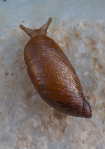 Slender Amber Snail