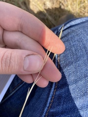 Hesperostipa curtiseta