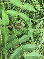 Ailanthus
