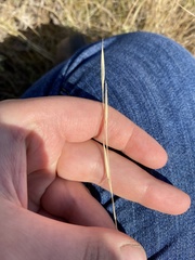 Hesperostipa curtiseta