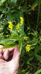 Lysimachia ciliata