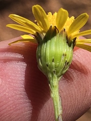Senecio niveus