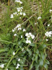Valeriana saxatilis