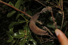 Baizongia pistaciae