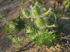 Cnidoscolus maculatus