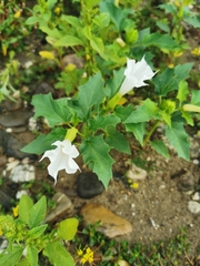Datura stramonium