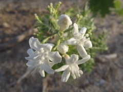 Cnidoscolus maculatus