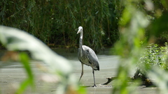Ardea cinerea