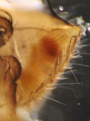 Neoplea striola