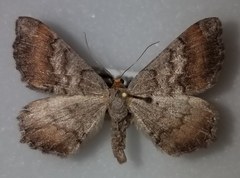 Macaria distribuaria