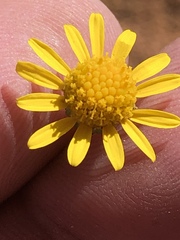 Senecio niveus