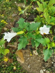 Datura stramonium