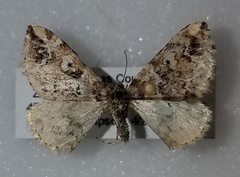 Enchoria lacteata